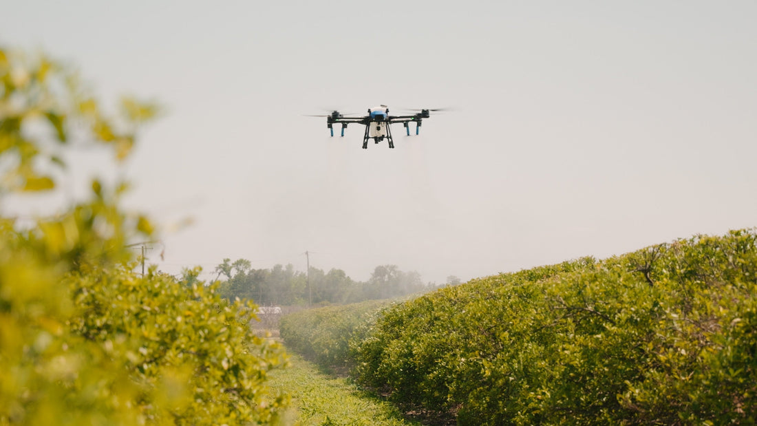 Flying Forward: How One Citrus Grower Is Keeping a Family Farm Alive With Ag Drone